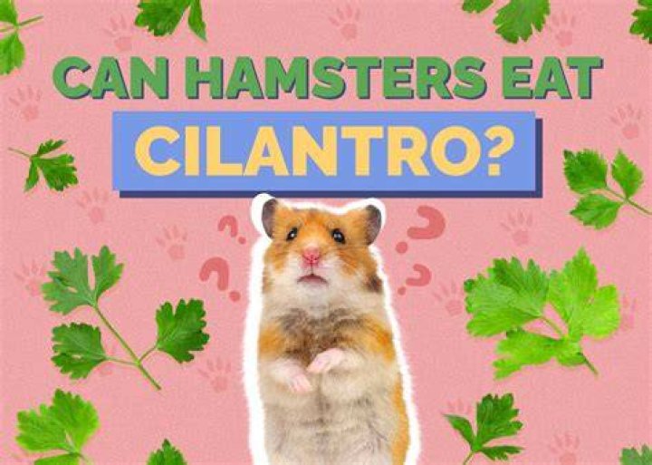 hamster eating cilantro