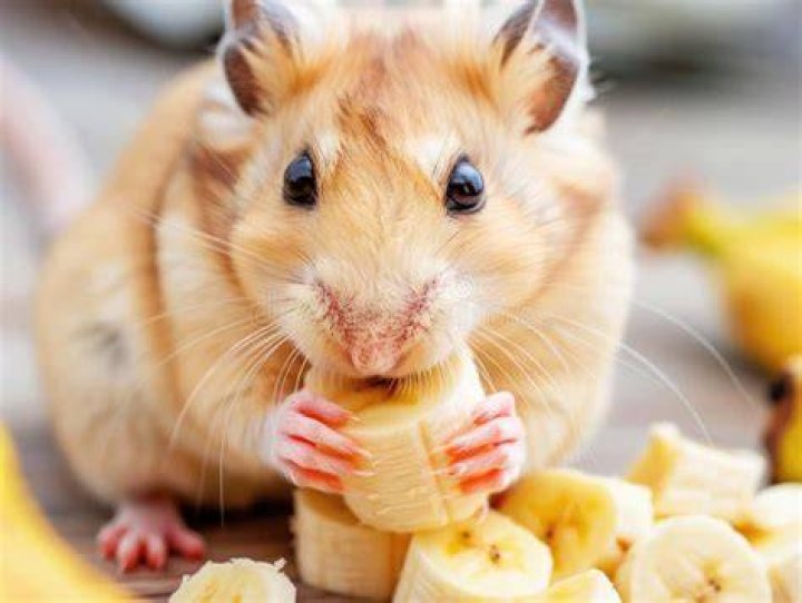 hamster eating