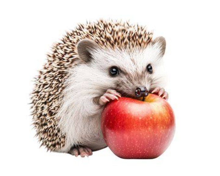 hedgehog eating apple