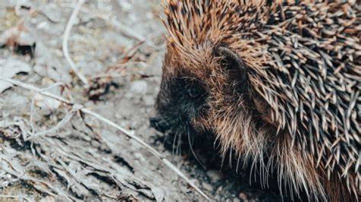 hedgehog_Nishant Vaze, Shutterstock