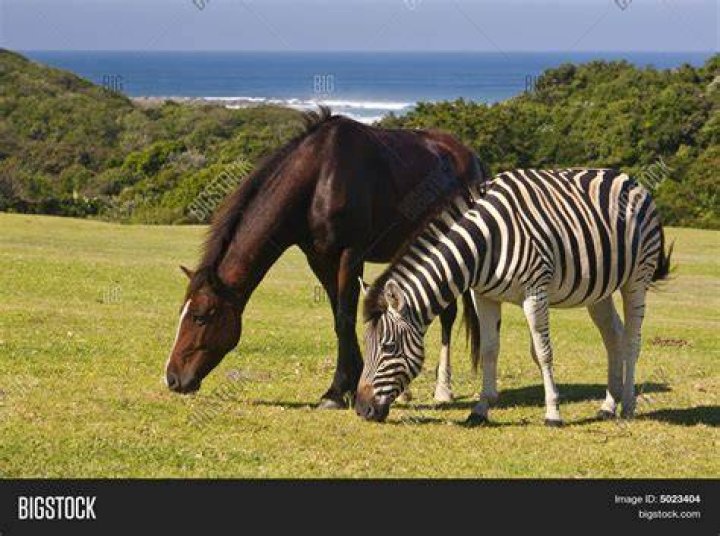 horse and zebra in the fields