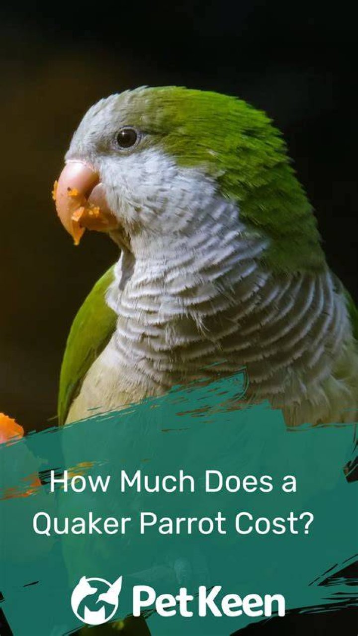 How Much Does a Quaker Parrot Cost? 2024 Price Guide
