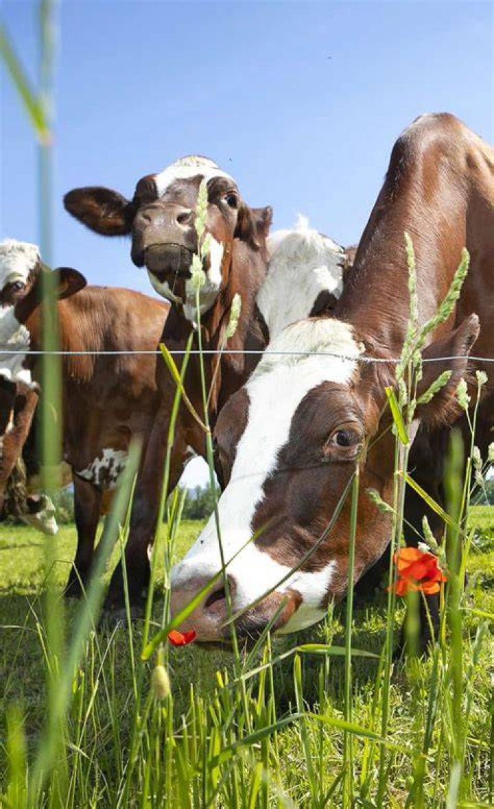 Innovative dairy ingredient solutions can help food manufacturers address formulation challenges Innovative dairy ingredient solutions can help food manufacturers address formulation challenges