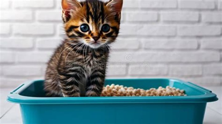 kitten inside litter box