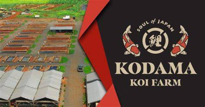 Kodama Koi Farm logo