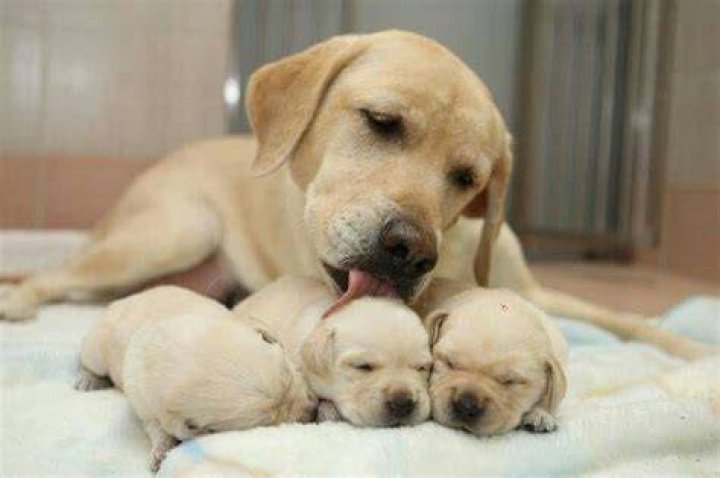 Labrador mother dog and her puppies
