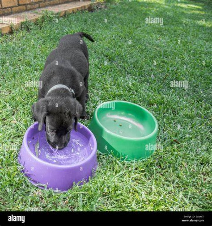 Labrador puppy drinking water