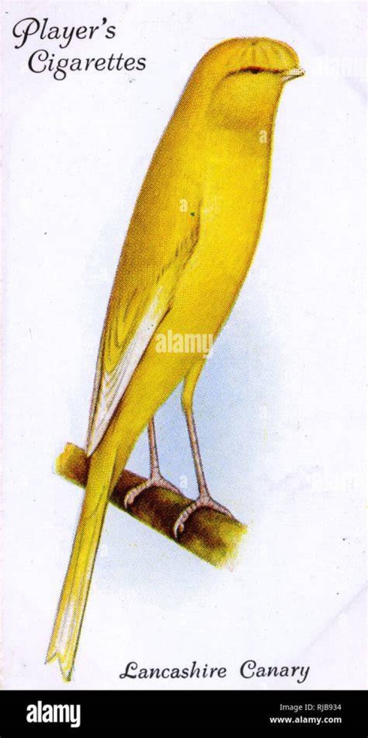 lancashire canary