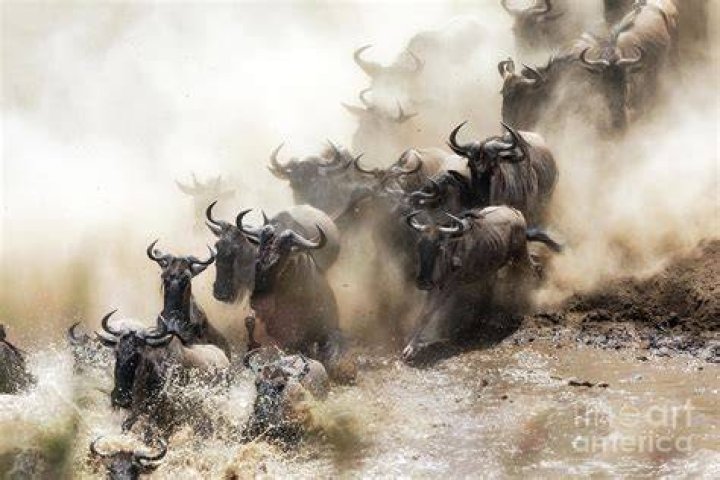 large herd of wildebeest crossing brown river water and land with green grass