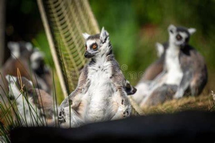 Lemurs sitting and relaxing in a wooden box
