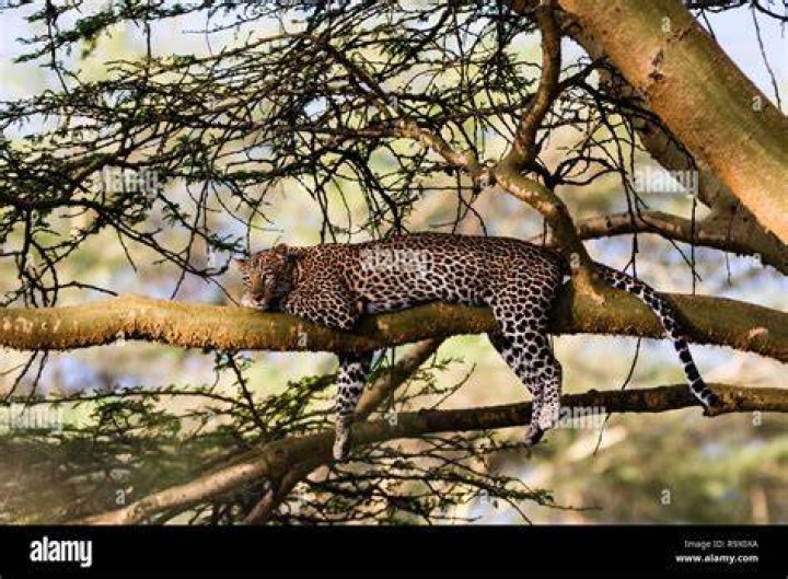 Leopards sleeping in a tree