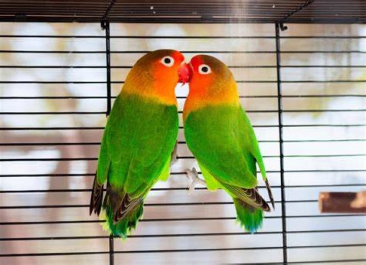 Lovebirds in cage