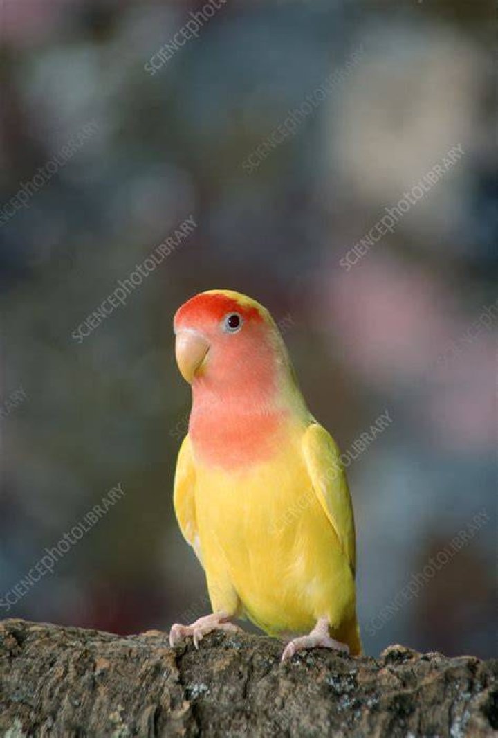 Lutino peach-faced lovebird sunbathing