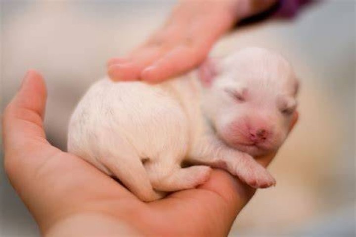 Newborn puppy in a person's hands
