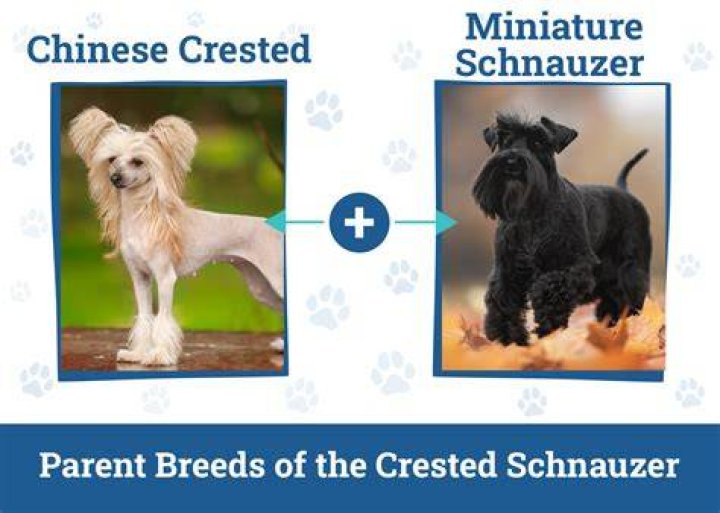 Parent breeds of the Crested Boxer (Chinese Crested x Boxer Mix)