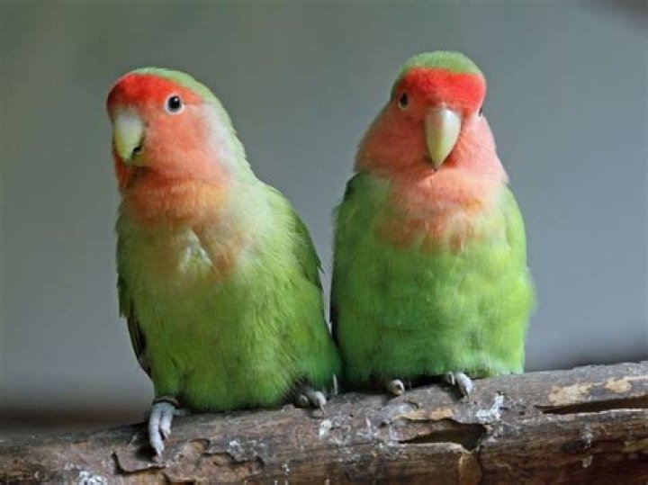 peach-faces lovebirds