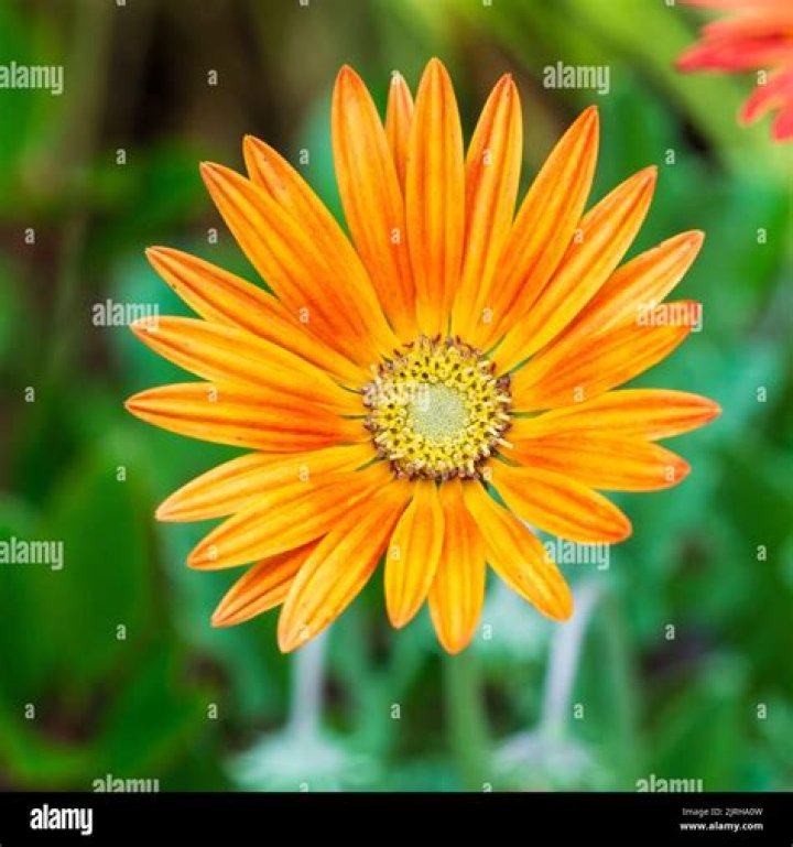 petalled