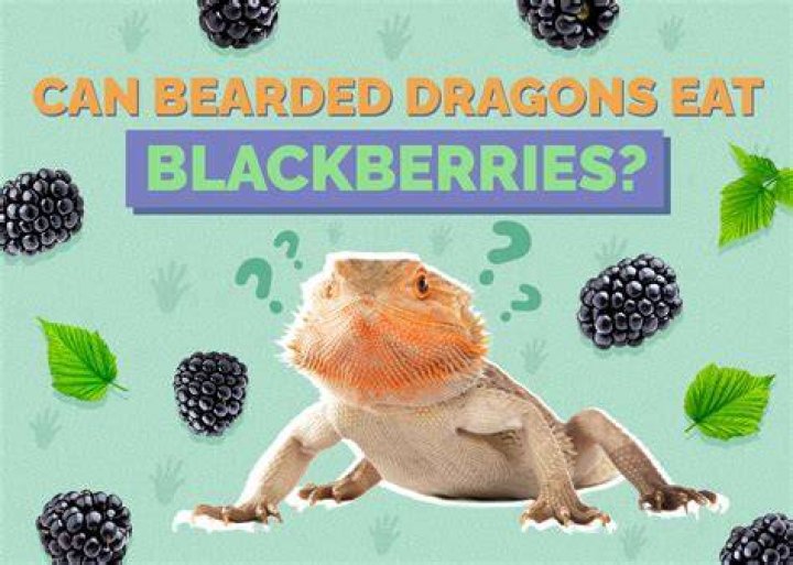 PetKeen_Can Bearded Dragons Eat_blackberry