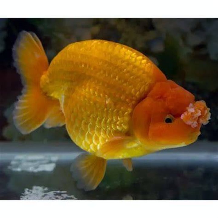 pompoms goldfish