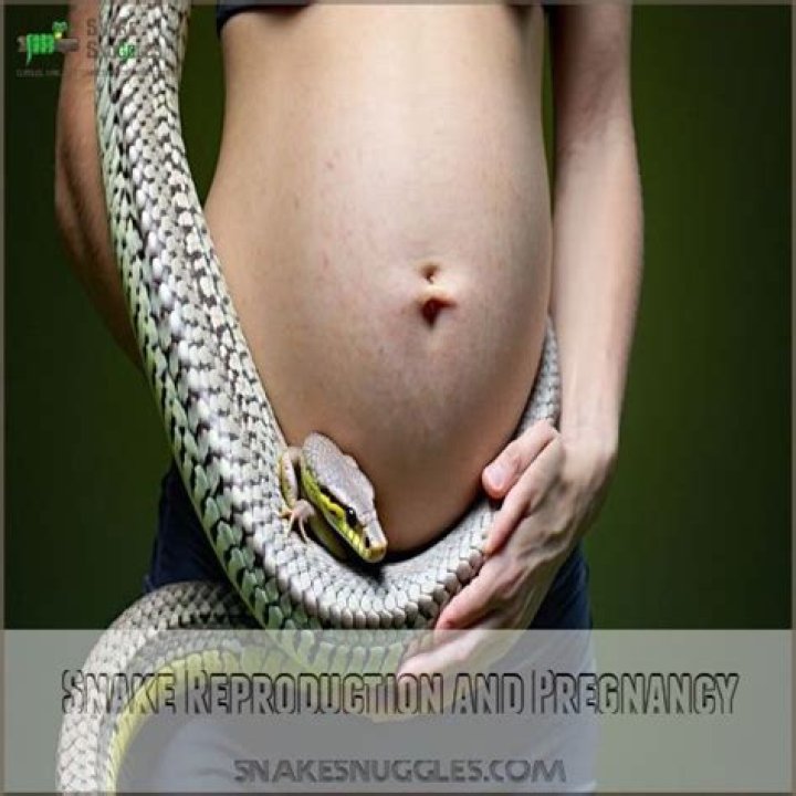 pregnant snake