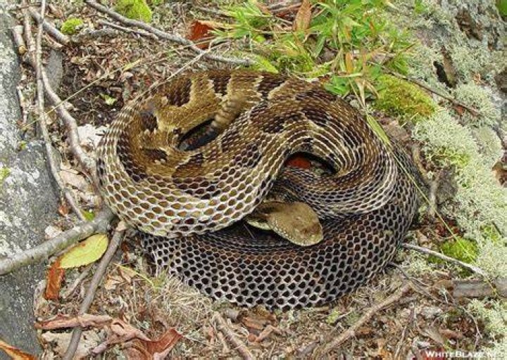 pregnant Timber Rattlesnake