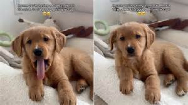puppy getting hiccups