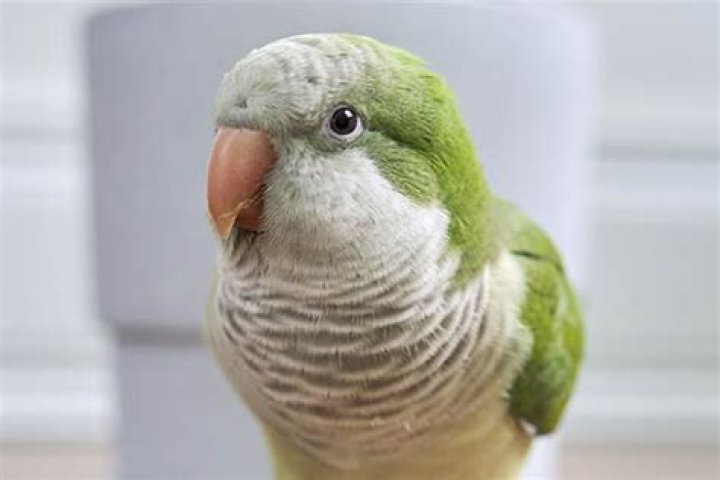 Quaker Parakeet