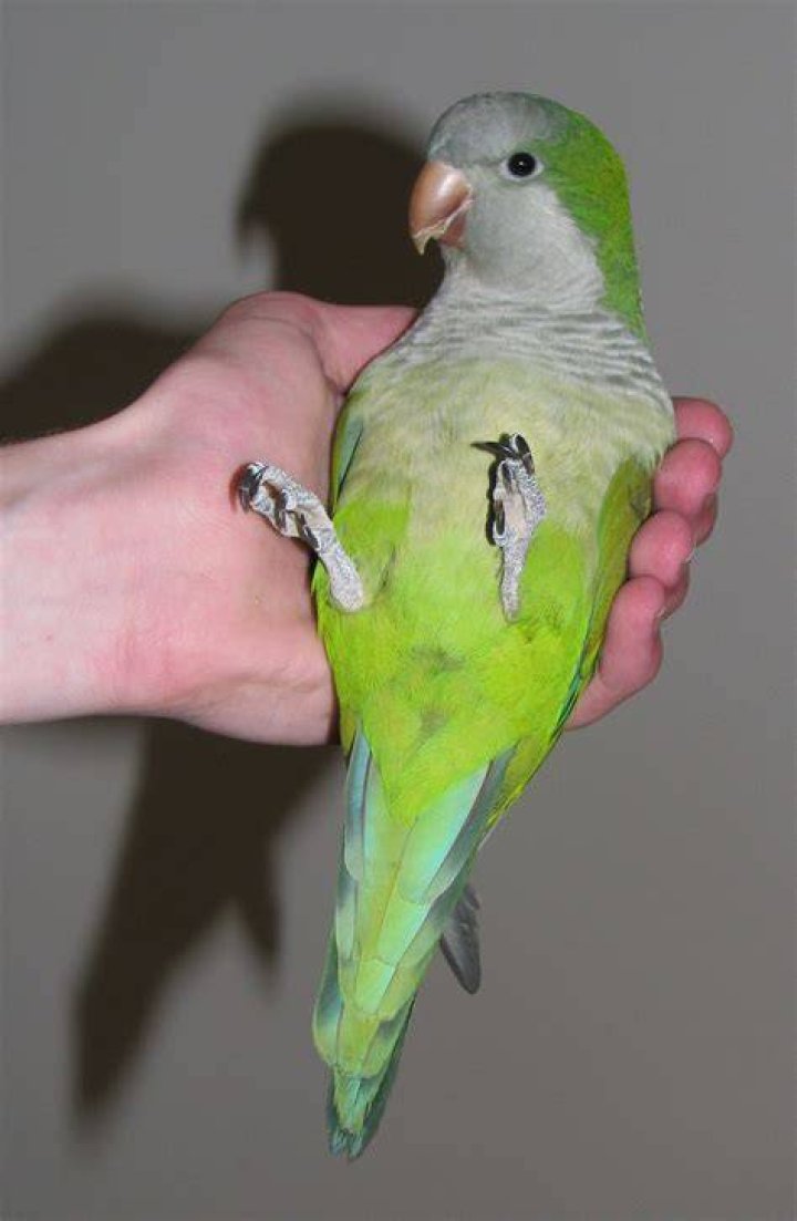 Quaker Parrot