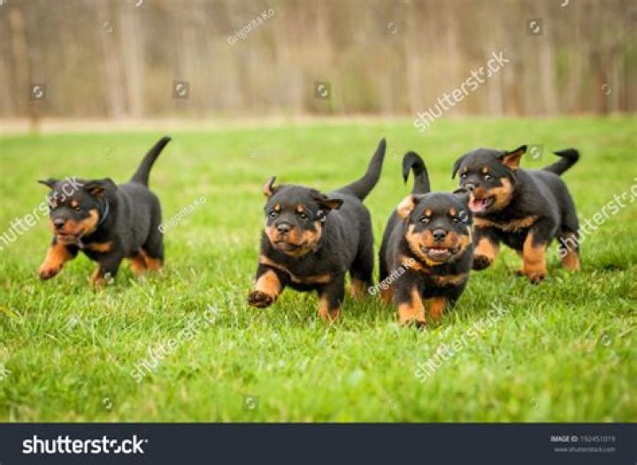 rottweiler puppies running