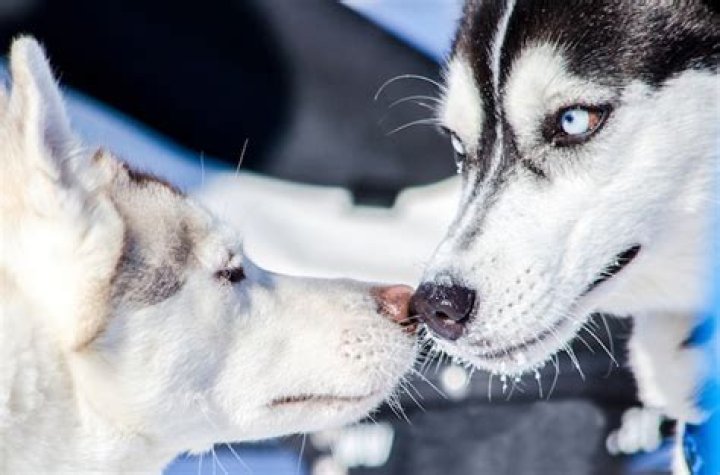 siberian husky father dog sniffing the puppy