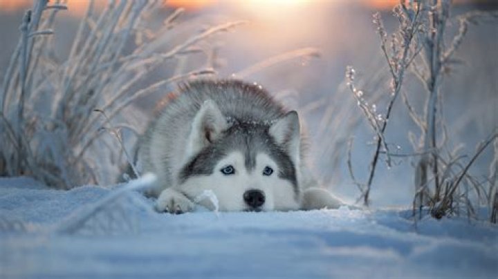 Siberian Husky in the snow