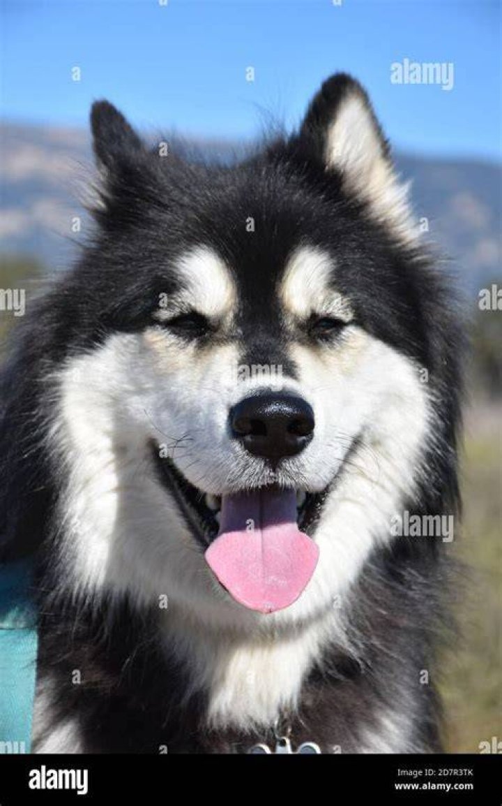 siberian husky panting