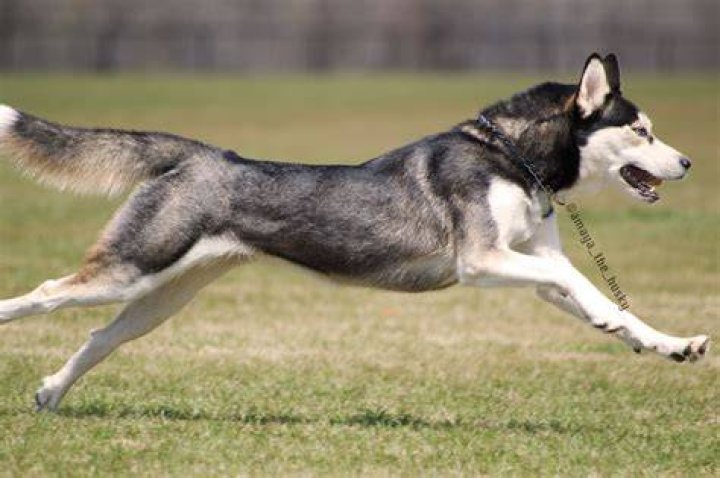 Siberian husky running in the yard