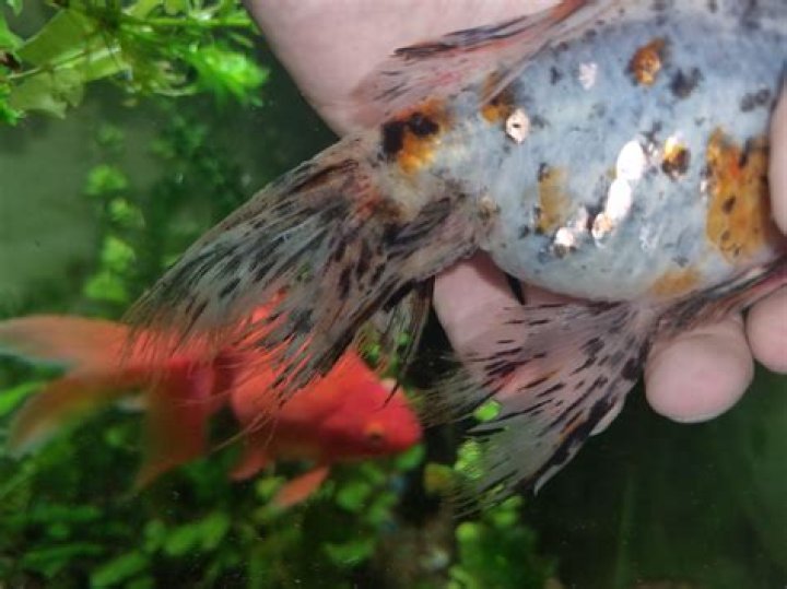 sick goldfish