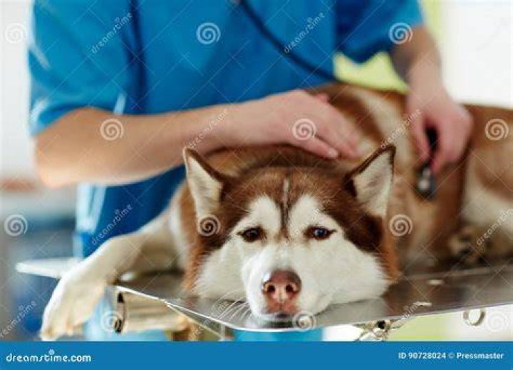 sick husky dog in vet