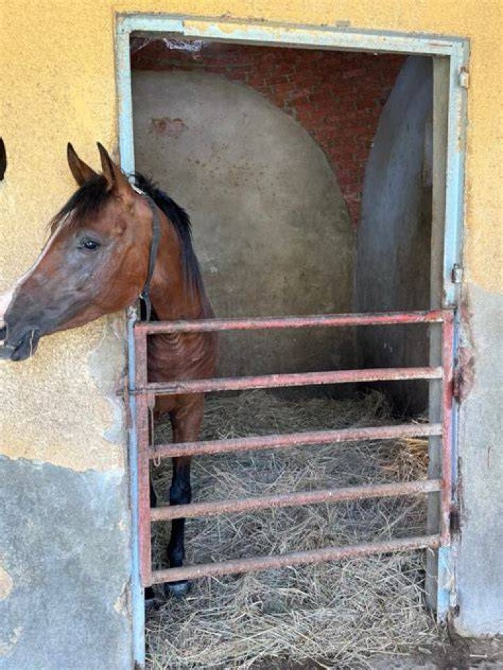 Spain Pre-Vet Equine Medicine | Loop Abroad