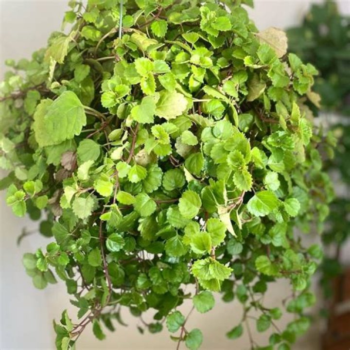 Swedish Ivy plant