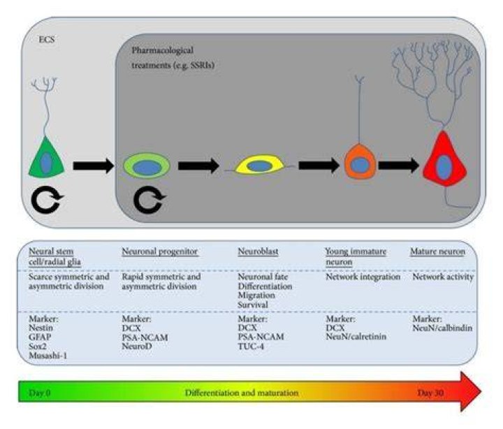 The Neural steam maturation process takes 20 hours in real-time