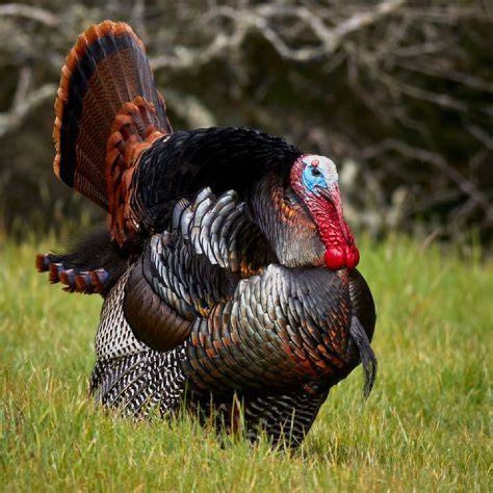 Tom Turkey