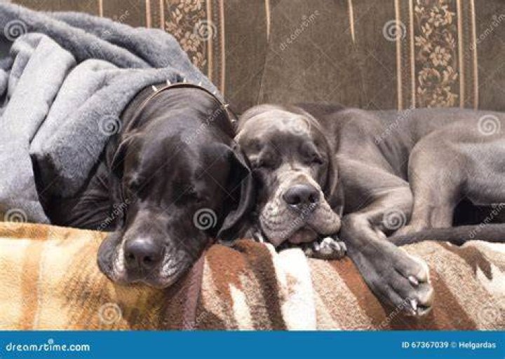 two cute dogs sleeping on the bed