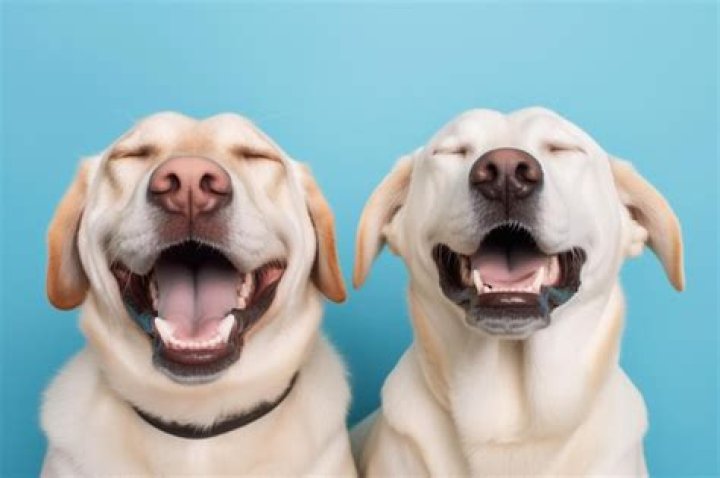 two smiling dogs happy outside mating