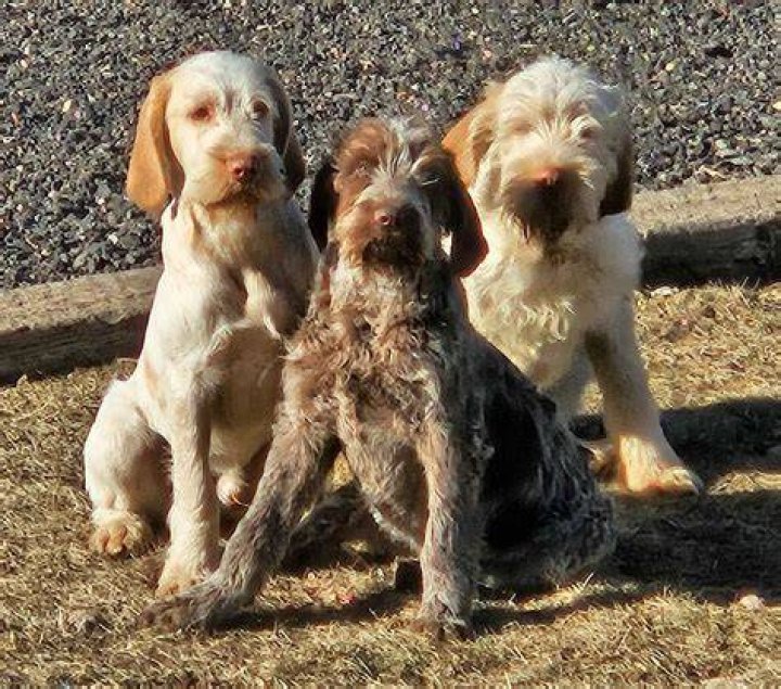 two spinone italiano puppies