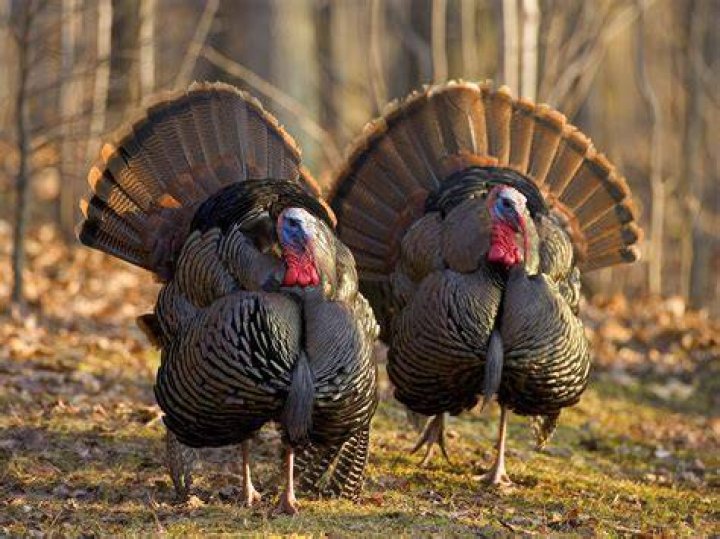 two turkeys