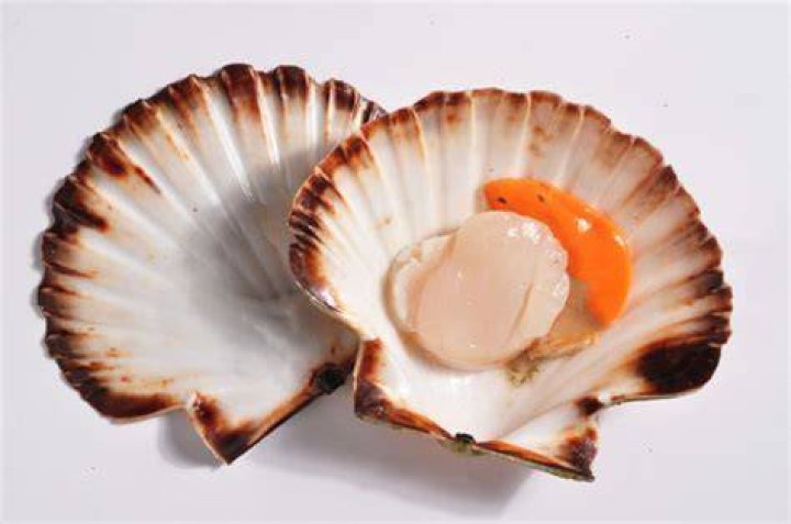 Still life with cooked scallops in scallop seashells, overhead view vieiras
