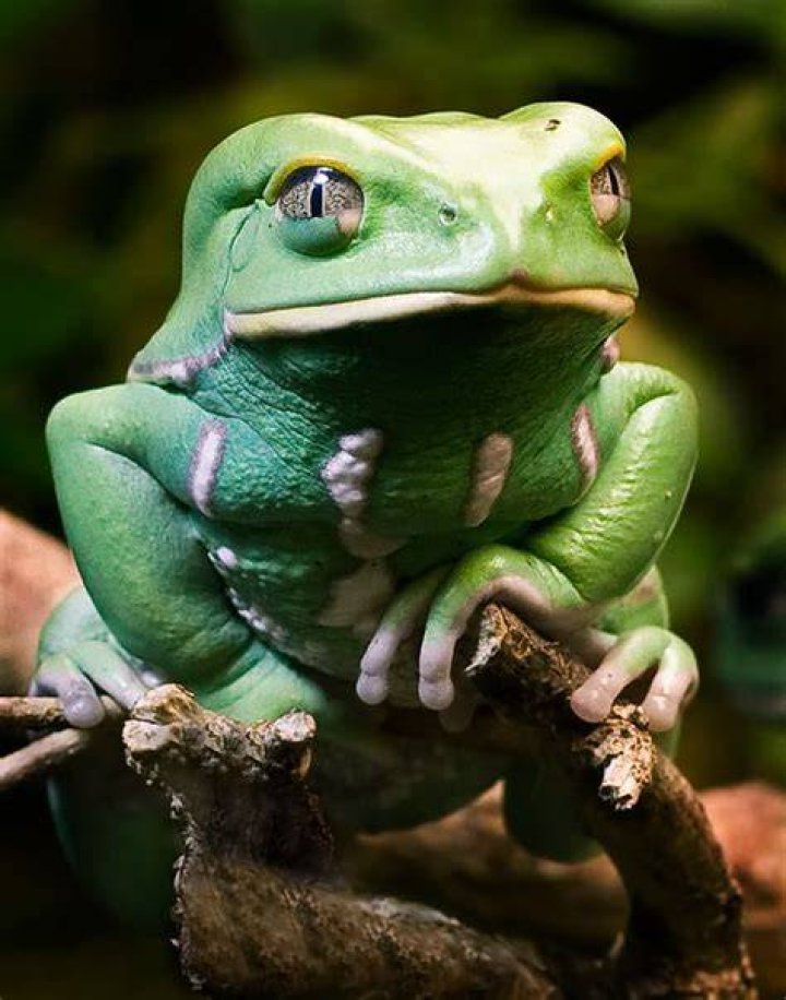 waxy monkey tree frog