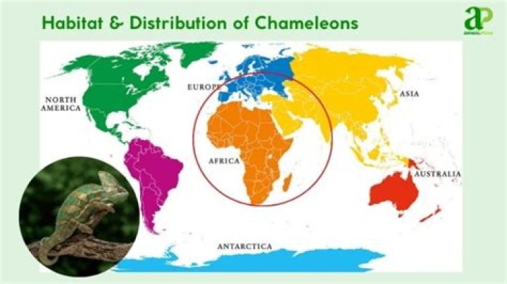 Where Do Chameleons Live? Countries & Habitats Overview