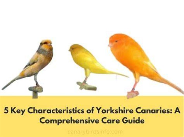 Yorkshire Canary
