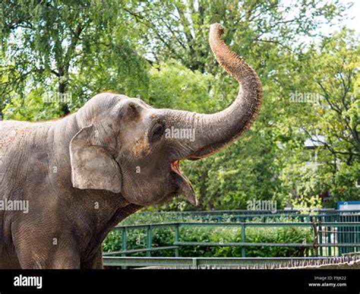 young elephant raising trunk and walking near trees