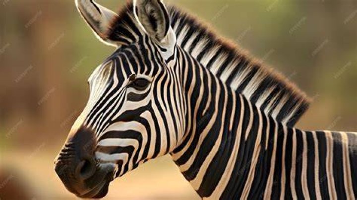 zebra up close