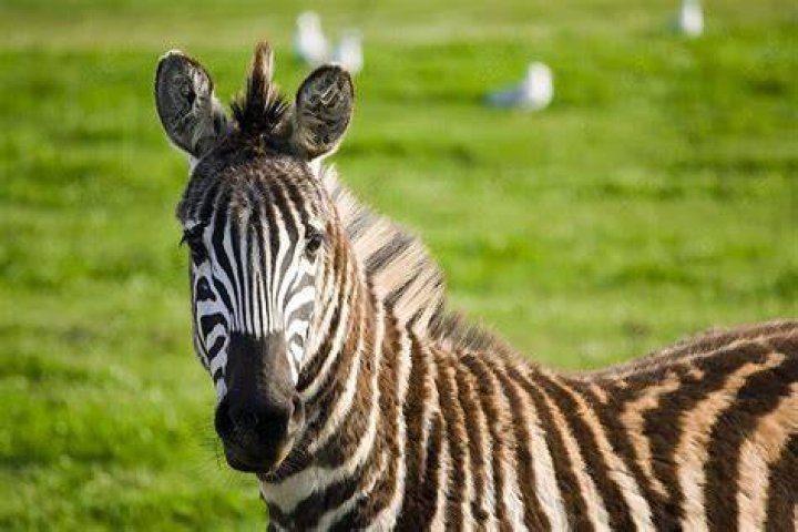 zebras in the meadow